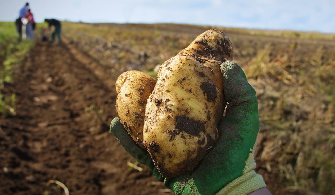 Fortress helps farmers find needle in potato sack, Article